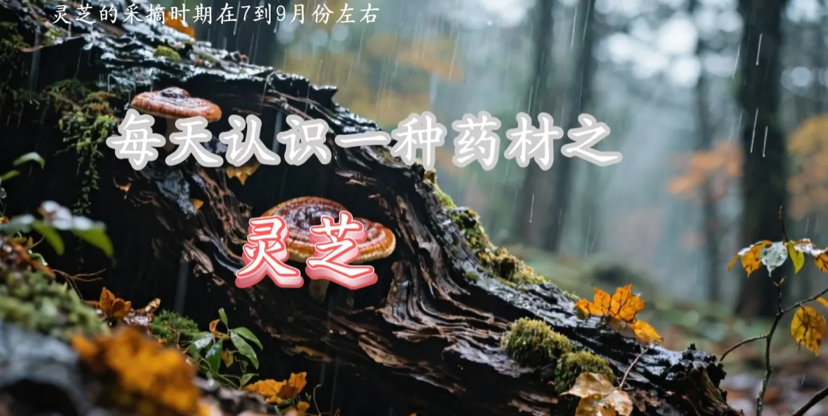 每天认识一种药草科普视频-静态版