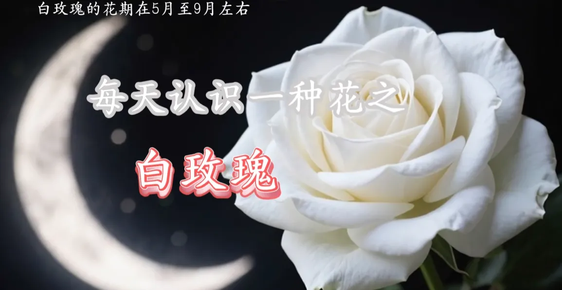 动态，每天认识一种花，植物科谱视频